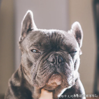 党建引领丨双小柏与你一起乘风破浪走过的2020