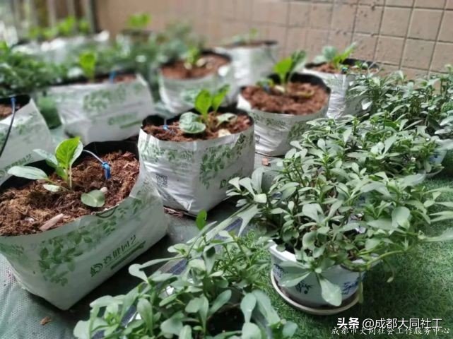 「金牛百千万」走进九里堤，开展“微幸福”示范院落指导工作